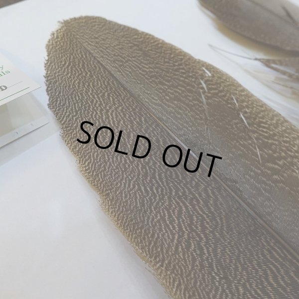 画像4: 【CANAL】Kori Bustard XL(スペックルドバスタード) No.2 (4)