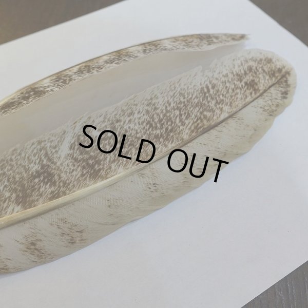 画像4: 【CANAL】ライトモトルド ターキークイル No.3グレード (4)