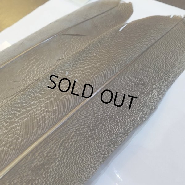 画像4: 【CANAL】Kori Bustard XL(スペックルドバスタード) No.1 (4)