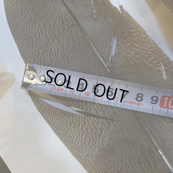 画像6: 【CANAL】Kori Bustard XL(スペックルドバスタード) No.1 (6)