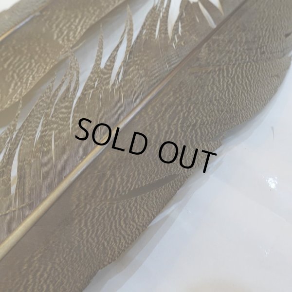 画像5: 【CANAL】Kori Bustard XL(スペックルドバスタード) No.2 (5)