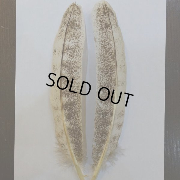 画像2: 【CANAL】ライトモトルド ターキークイル No.3グレード (2)