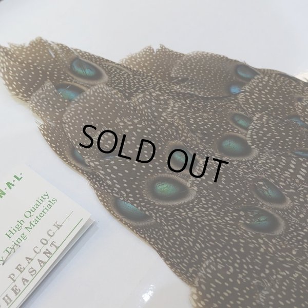 画像5: 【CANAL】GREY PEACOCK PHEATHER(グレイピーコック) (5)