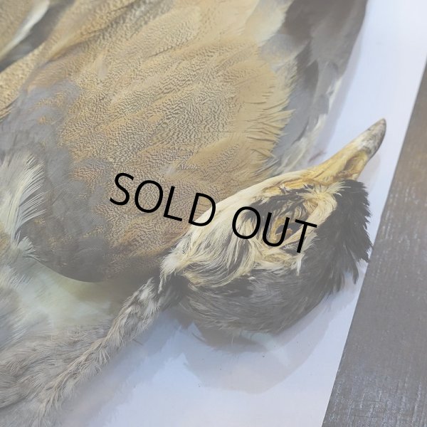 画像2: 【CANAL】LITTLE BUSTARD コンプリート (2)