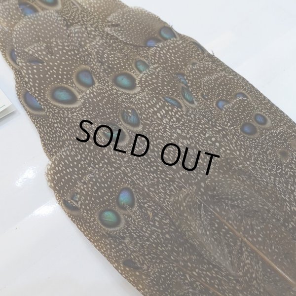 画像2: 【CANAL】GREY PEACOCK PHEATHER(グレイピーコック) (2)