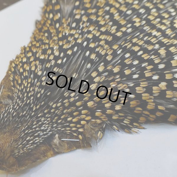 画像3: 【CANAL】ジャングルコック No.5 (3)