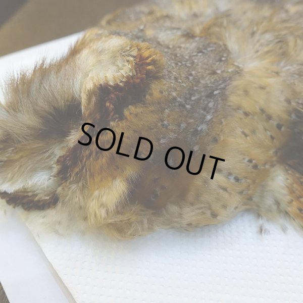 画像3: 【CANAL】BARN OWL コンプリート (3)