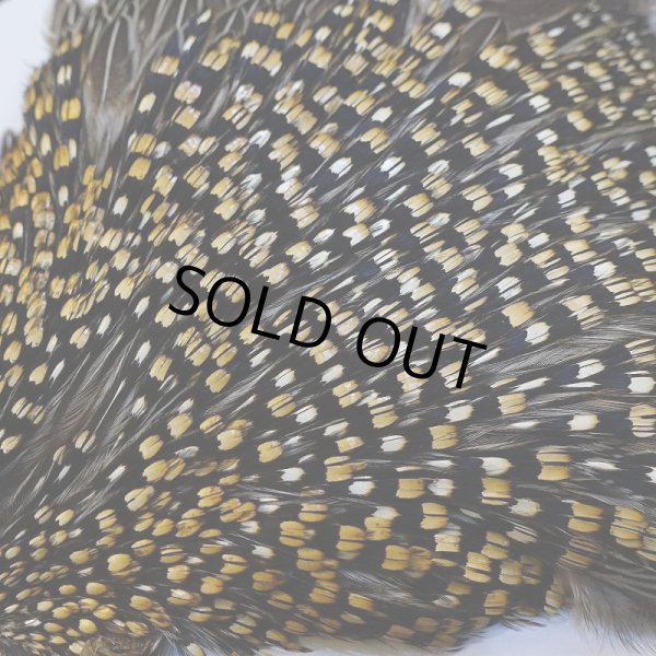 画像4: 【CANAL】ジャングルコック No.5 (4)