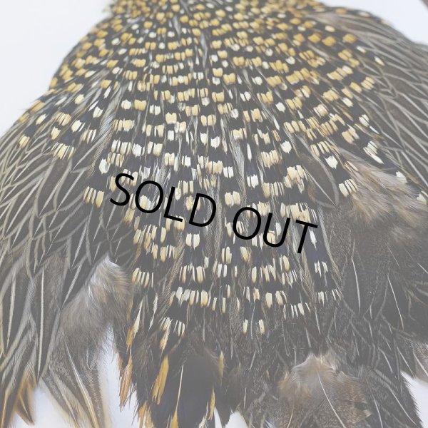 画像6: 【CANAL】ジャングルコック No.5 (6)