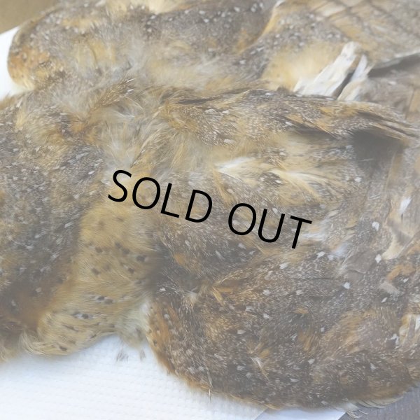 画像4: 【CANAL】BARN OWL コンプリート (4)