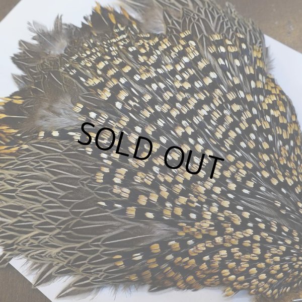 画像7: 【CANAL】ジャングルコック No.5 (7)