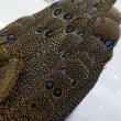 画像3: 【CANAL】GREY PEACOCK PHEATHER(グレイピーコック) (3)