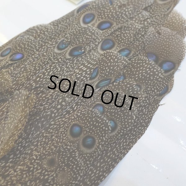 画像3: 【CANAL】GREY PEACOCK PHEATHER(グレイピーコック) (3)