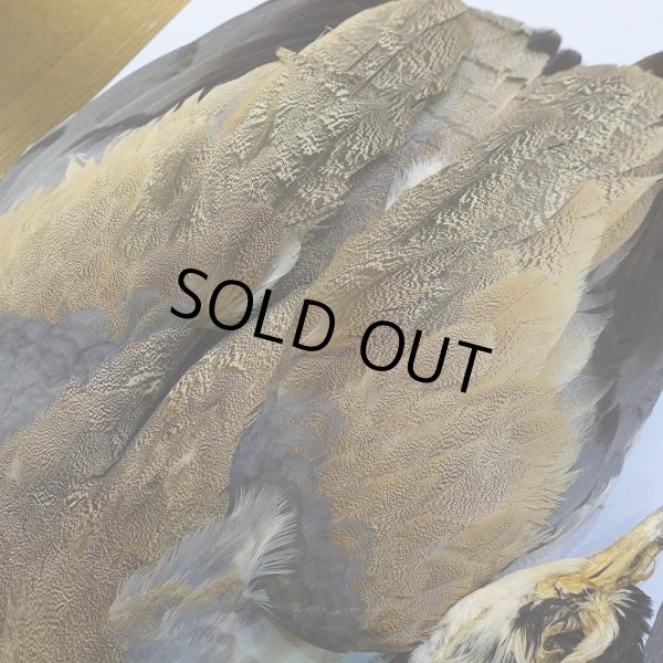 画像5: 【CANAL】LITTLE BUSTARD コンプリート (5)