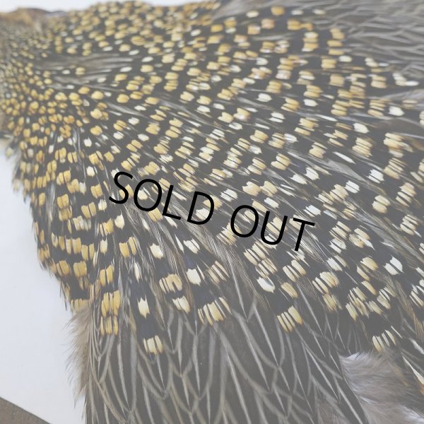 画像5: 【CANAL】ジャングルコック No.5 (5)