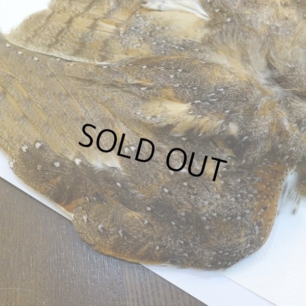 画像6: 【CANAL】BARN OWL コンプリート (6)