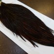 画像2: 【WHITING】Hebert Hen Cape Brown (2)