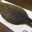 画像4: 【WHITING】ROOSTER CAPE Bronze Grade - Grizzly No.2 (4)