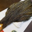 画像3: 【WHITING】ROOSTER Cape Pro Grade - Grizzly Variant No.1 (3)