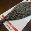 画像5: 【WHITING】ROOSTER Cape Pro Grade - Grizzly No.2 (5)