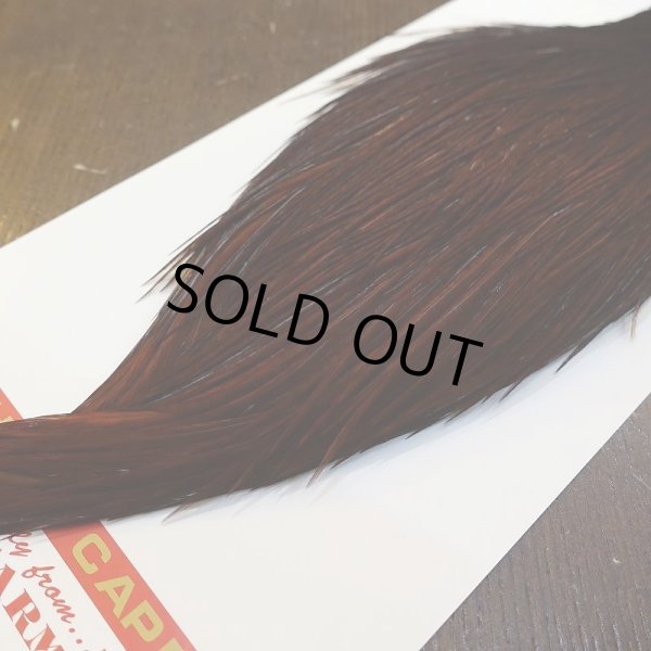 画像5: 【WHITING】ROOSTER Cape Pro Grade - DYED COACHMAN BROWN No.1 (5)