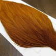 画像4: 【WHITING】ROOSTER Cape Pro Grade - DYED BROWN No.1 (4)