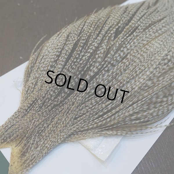 画像3: 【WHITING】Hebert ROOSTER CAPE PRO Grade - DUN GRIZZLY No.2 (3)