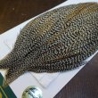 画像3: 【WHITING】Hebert ROOSTER CAPE PRO Grade - Grizzly variant No.2 (3)