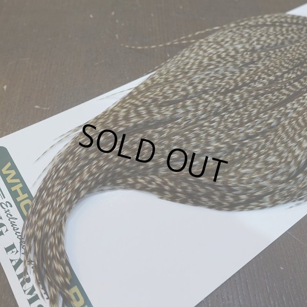 画像5: 【WHITING】Hebert ROOSTER CAPE Bronze Grade - DUN GRIZZLY No.2 (5)