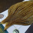 画像3: 【WHITING】Hebert ROOSTER CAPE Bronze Grade - BARRED MEDIUM GINGER No.1 (3)