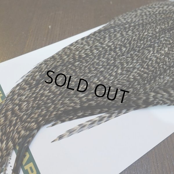 画像5: 【WHITING】Hebert ROOSTER CAPE Bronze Grade - Grizzly variant No.2 (5)