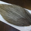 画像4: 【WHITING】Hebert ROOSTER CAPE Bronze Grade - LIGHT GREY DUN No.1 (4)