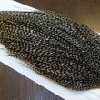 画像4: 【WHITING】Hebert ROOSTER CAPE Bronze Grade - Grizzly variant No.1 (4)