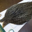 画像3: 【WHITING】Hebert ROOSTER CAPE Bronze Grade - Grizzly variant No.2 (3)