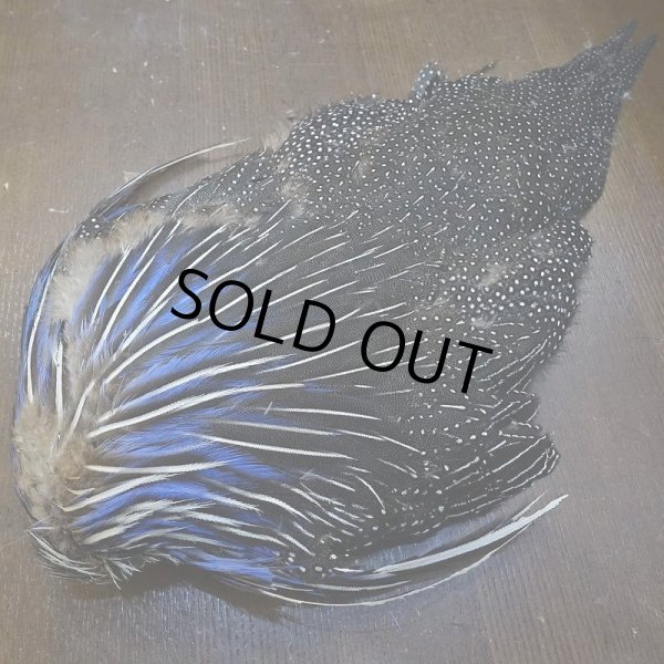 画像5: 【CANAL】VULTURINE GUINEA ボディ No.1 (5)