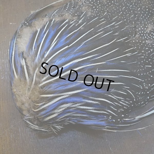 画像4: 【CANAL】VULTURINE GUINEA ボディ No.1 (4)