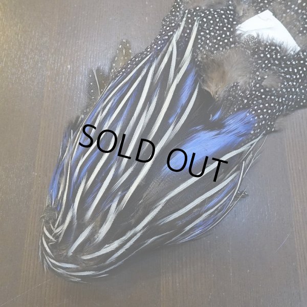 画像3: 【CANAL】VULTURINE GUINEA ボディ No.2 (3)