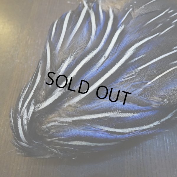 画像2: 【CANAL】VULTURINE GUINEA ボディ No.2 (2)