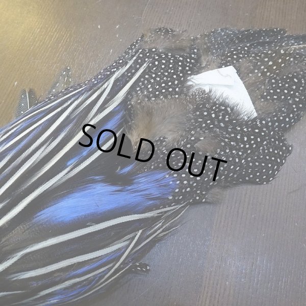 画像4: 【CANAL】VULTURINE GUINEA ボディ No.2 (4)