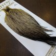 画像3: 【Whiting】HERITAGE ROOSTER CAPE PRO GRADE No.12 (3)