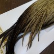 画像6: 【Whiting】HERITAGE ROOSTER CAPE PRO GRADE No.12 (6)