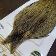 画像4: 【Whiting】HERITAGE ROOSTER CAPE PRO GRADE No.12 (4)