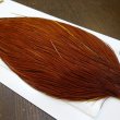 画像5: 【Whiting】HERITAGE ROOSTER CAPE #1 Grade No.3 (5)