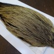 画像5: 【Whiting】HERITAGE ROOSTER CAPE PRO GRADE No.12 (5)