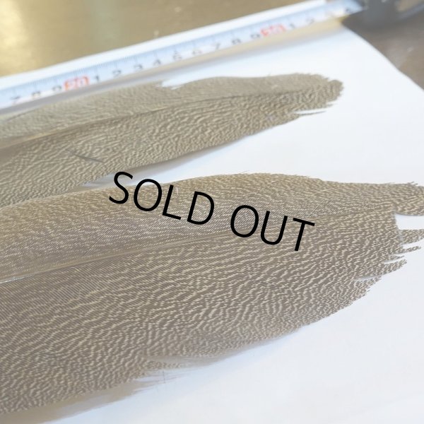 画像5: 【CANAL】Kori Bustard Sサイズ(スペックルドバスタード) No.2 (5)