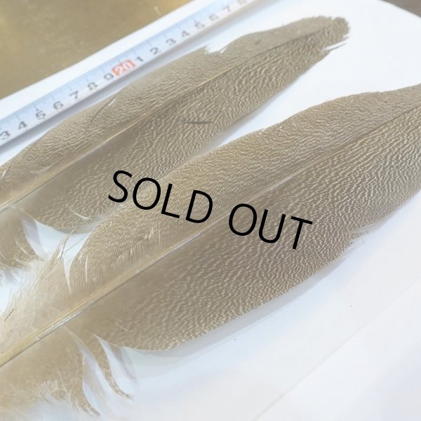 画像4: 【CANAL】Kori Bustard Sサイズ(スペックルドバスタード) No.2 (4)