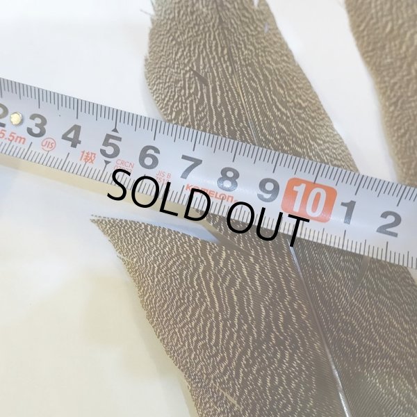 画像6: 【CANAL】Kori Bustard Sサイズ(スペックルドバスタード) No.2 (6)