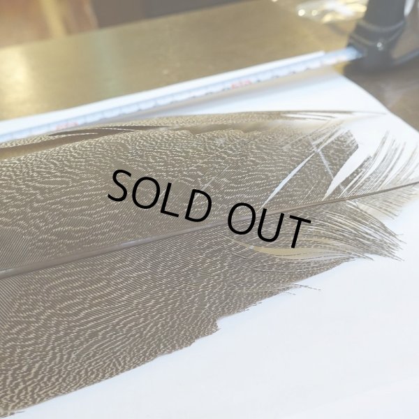 画像5: 【CANAL】Kori Bustard Sサイズ(スペックルドバスタード) No.3 (5)