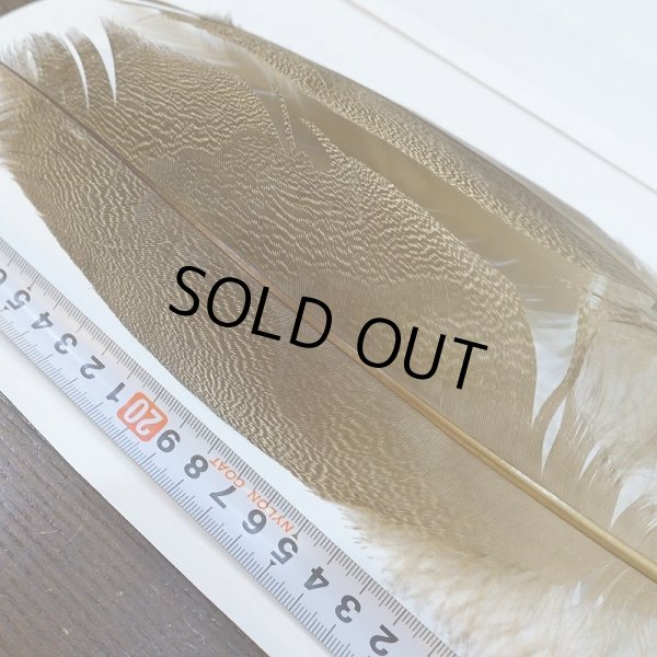 画像2: 【CANAL】Kori Bustard Sサイズ(スペックルドバスタード) No.3 (2)