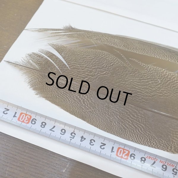 画像3: 【CANAL】Kori Bustard Sサイズ(スペックルドバスタード) No.3 (3)